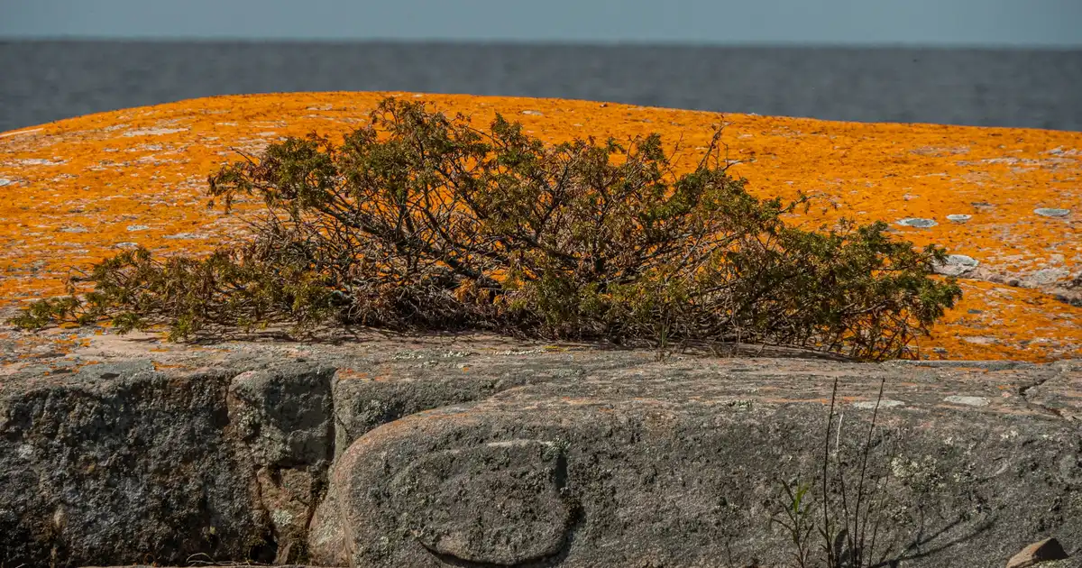 A remote island cottage on Georgian Bay with exposed Canadian Shield granite and white pines at sunrise