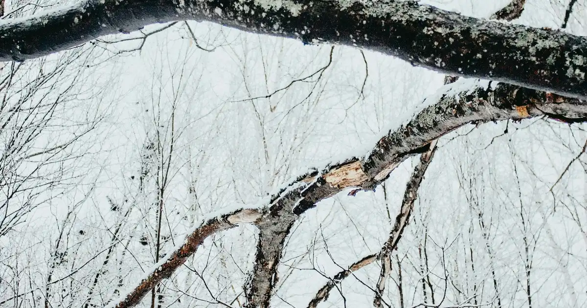 Two snowmobilers riding on a groomed OFSC trail through a snowy Ontario forest at midday